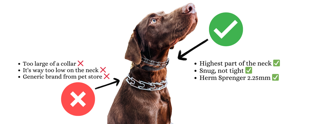 Prong Collars: Communication or Cruelty? A Trainer’s Perspective
