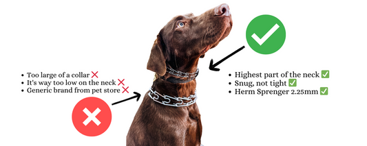Prong Collars: Communication or Cruelty? A Trainer’s Perspective